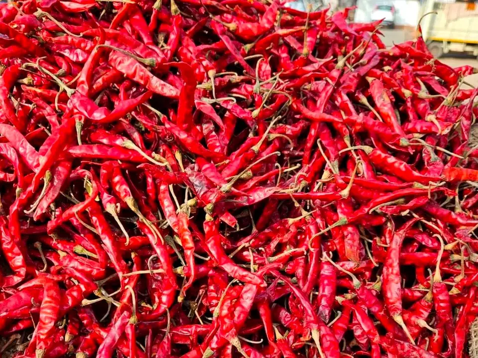 Teja (S17) Heap of bright red Teja S17 dried chillies at a market yard