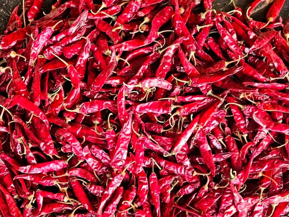C5 (Sannam) Glossy red C5 Sannam dried chillies on a dark surface