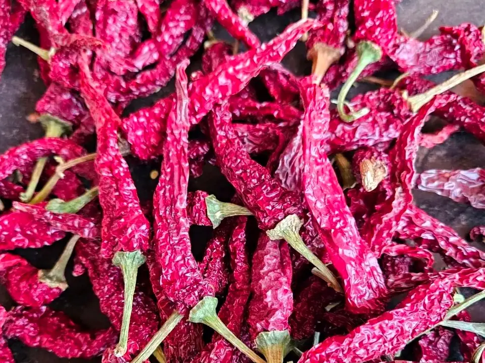 Close-up of Byadgi 2043 red chilli pods showing thick wrinkled skin and high colour value Close-up of Byadgi 2043 red chilli pods showing thick wrinkled skin and high colour value