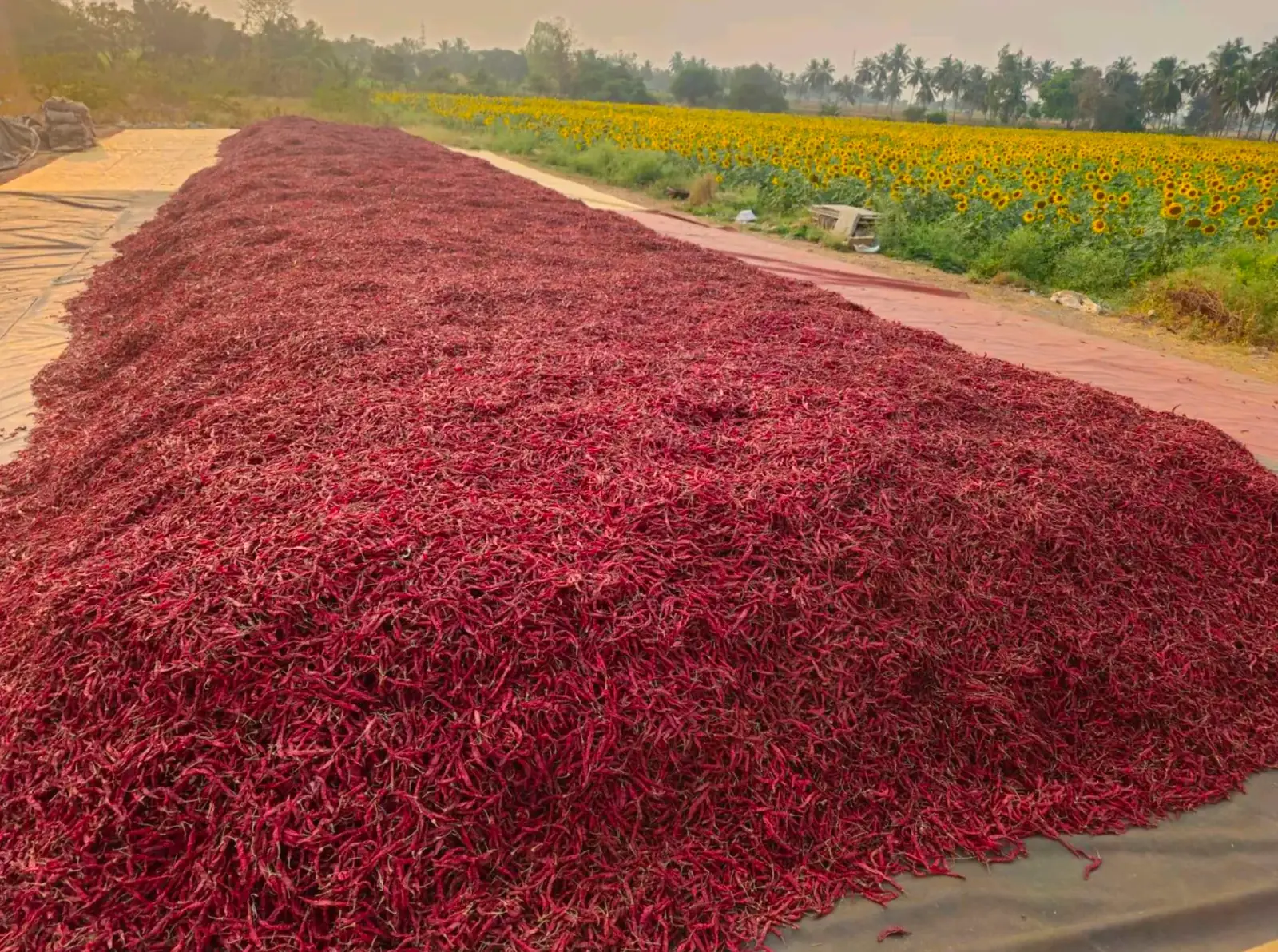 Red chillies sun-drying beside a sunflower field at the MKB Enterprises drying yard in Byadgi
