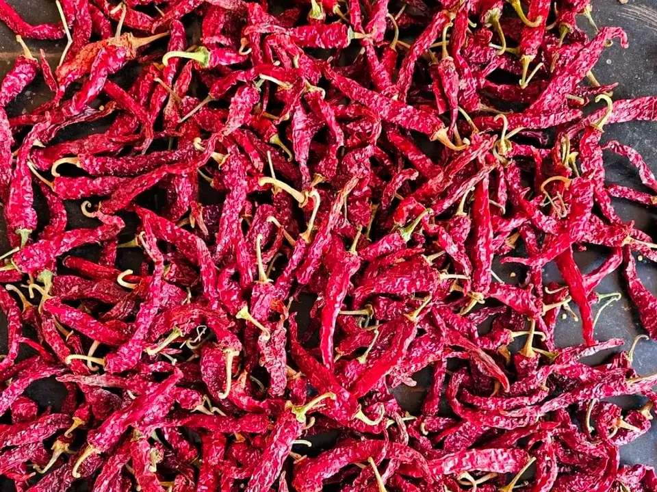 Byadgi 2043 Dried Byadgi 2043 red chillies with wrinkled deep maroon skin