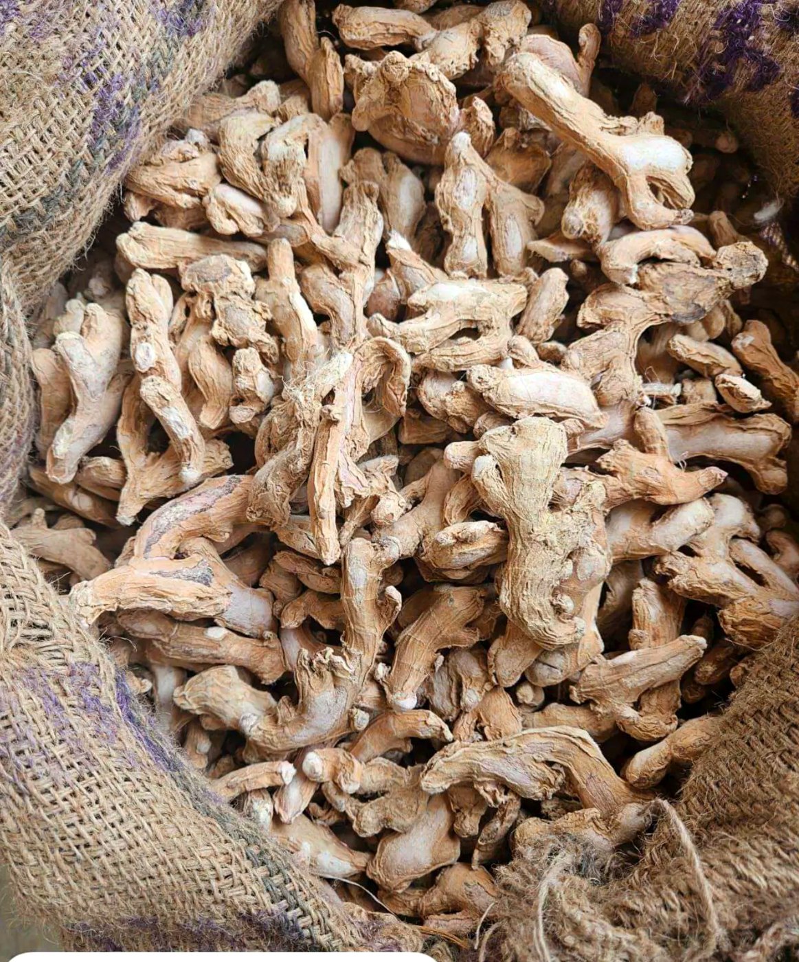 Close view of dry ginger sonth filling a jute bag ready for dispatch