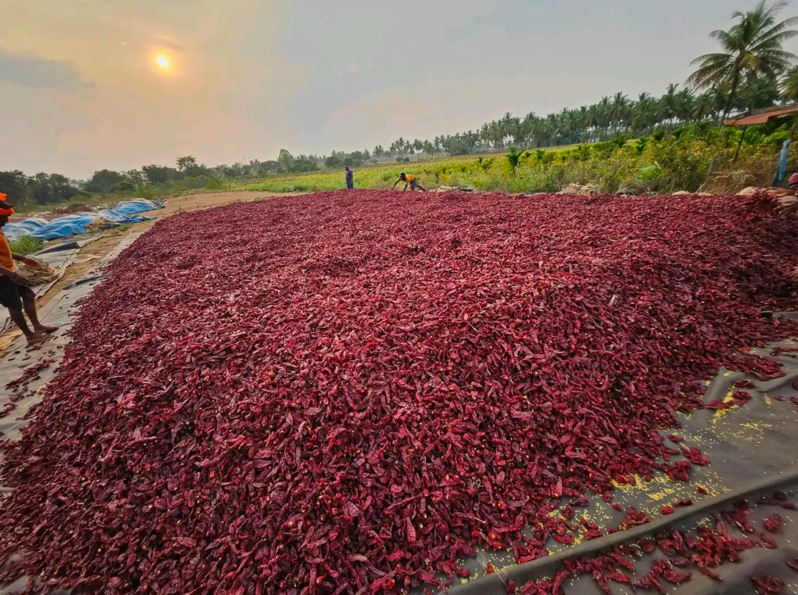 Sunrise over a two-acre chilli sun-drying yard in Byadgi, Karnataka