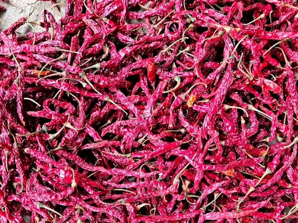 5531 Dried 5531 red chillies spread on a drying floor