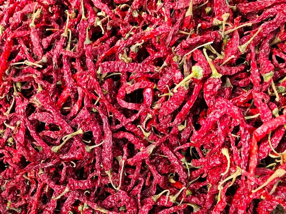 Garuda Dense mass of Garuda dried red chillies with slim wrinkled pods