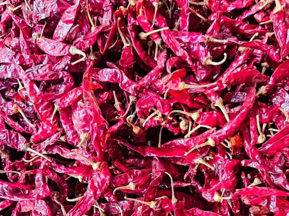 DD & DB (Dabbi) Broad wrinkled Dabbi type dried red chillies